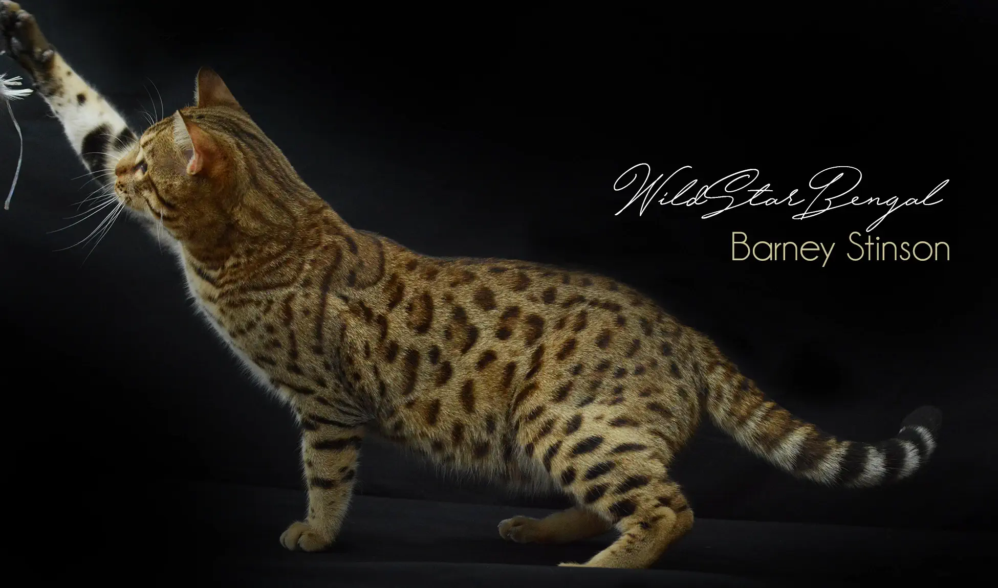 Chat Bengal